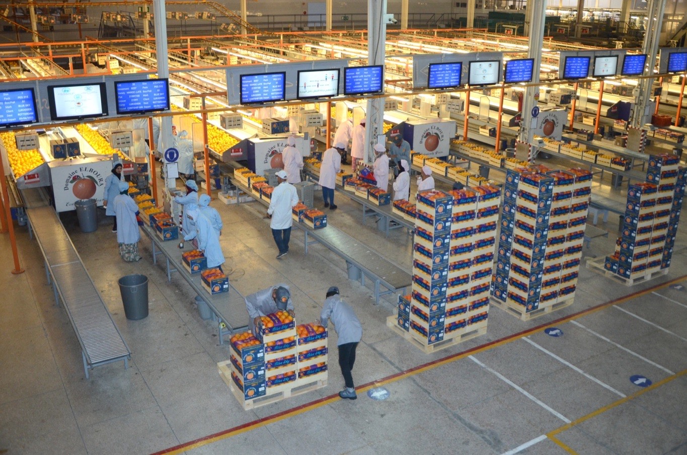 DOMAINE EL BOURA workplace